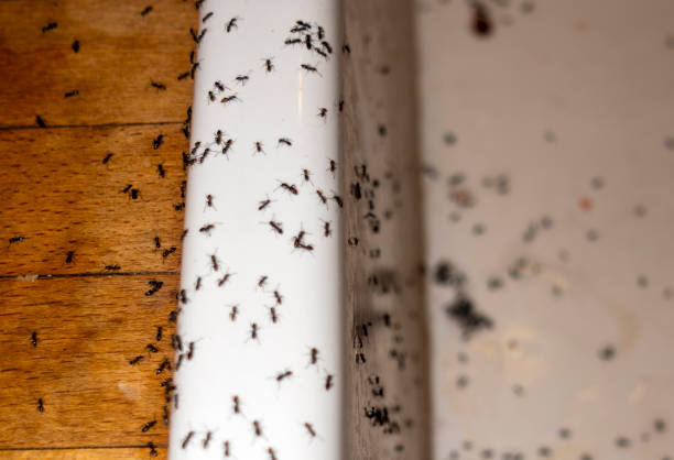 Best Bed Bug Extermination  in Washington Heights, NY
