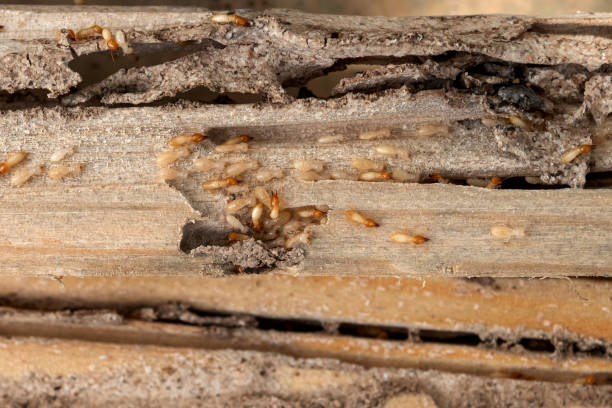 Best Bed Bug Extermination  in Washington Heights, NY